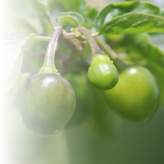 Plum